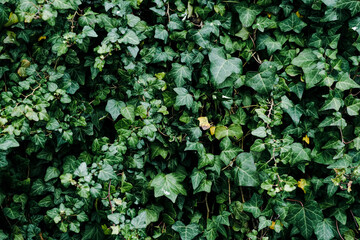 Hedera plants fence wall during a winter day. Green hedera ivy ivies plants creating a texture background. - obrazy, fototapety, plakaty