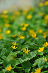 A yellow wild buttercup flowers during spring blooming season .Selected focus. Free copy space