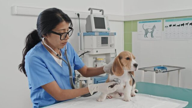 Female veterinarian in uniform examining puppy with stethoscope during medical exam in clinic