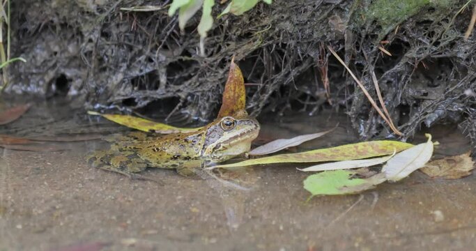 Common Frog in shallow water. Rana temporaria temporaria is a largely terrestrial frog native to Europe.