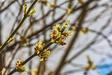 Young foliage, blossomed on a tree branch
