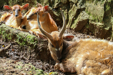 A spotted deer with the Latin name Axis is brown in color in a zoo enclosure