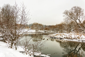 Naklejka na ściany i meble Winter landscape. Wild ducks swim in the river