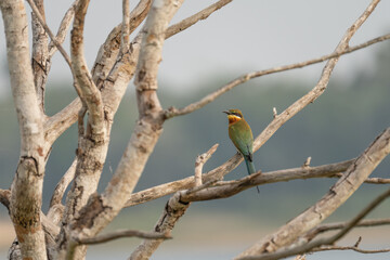 European bee-eater ( Merops apiaster ) is sitting on a twig