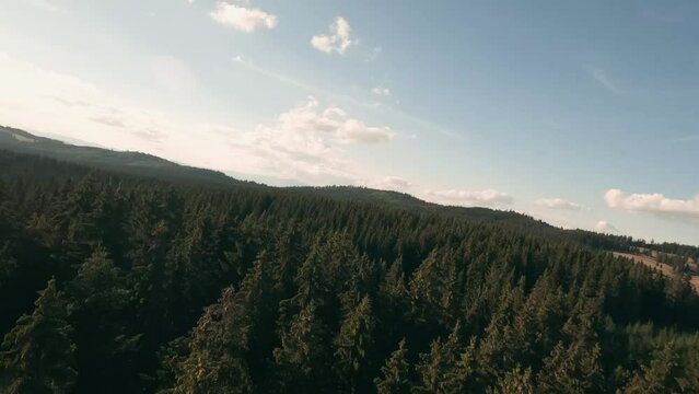 Flying with FPV racing drone in the tree tops of a beautiful spruce forest in Sihla, Central Slovakia. Descending fast towards a herd of Hucul horses grazing on a pasture.