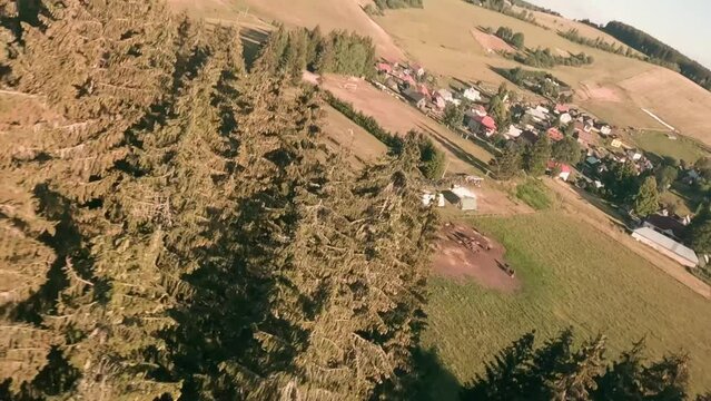 Fast diving flight footage from FPV racing drone. Flying through the spruce trees towards a herd of Hucul horses grazing on a pasture in Sihla, Central Slovakia.
