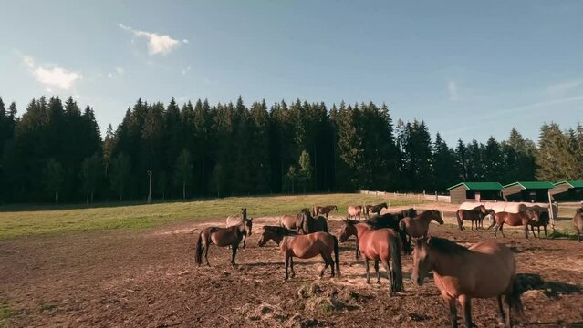 Aerial FPV racing drone footage of a herd of Hucul pony horses resting and grazing in an enclosure in the village of Sihla, Central Slovakia.