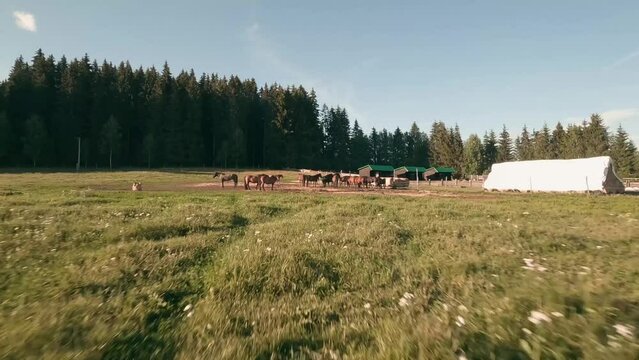Flying towards and very close in between beautiful calm brown Hucul horses with FPV racing drone. Flying in the village of Sihla, Central Slovakia, Central Europe.