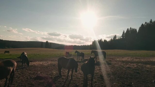 Flying in to the sun above and in between a herd of Hucul horses resting and grazing on a pasture in Sihla, Central Slovakia. Dynamic and fast flight footage from FPV racing drone.
