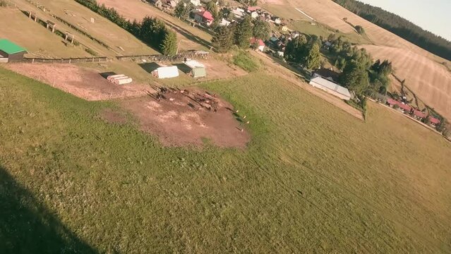 Fast aerial diving footage from FPV racing drone. Flying above and through the spruce trees towards a herd of Hucul horses grazing on a pasture in Sihla, Central Slovakia.