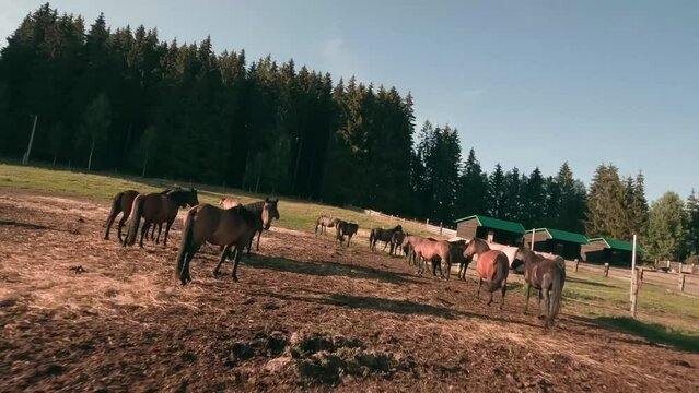 Flying very close in between beautiful calm brown Hucul horses with a FPV racing drone. Flying above the enclosure in the village of Sihla, Central Slovakia, Central Europe.