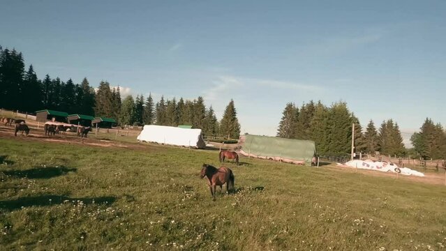 Fast orbiting FPV racing drone footage of a herd of Hucul horses resting and grazing on a pasture in Sihla, Central Slovakia, Central Europe. Flying very close to these calm animals.