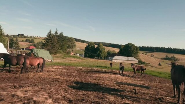 Flying fast towards a herd of Hucul pony horses resting and grazing on a pasture in Sihla, Central Slovakia. Flying with a racing FPV drone very close to these animals and exploring the enclosure.