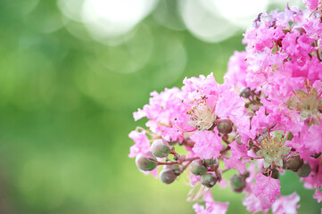 Bright natural background of pink lilac flowers against the backdrop of green trees.