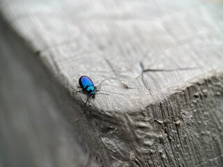 Selective focus of shiny blue beetle bug walking on concrete background. Macro photography