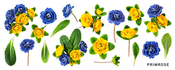 Spring primrose primula blue and yellow flowers set. PNG with transparent background. Flat lay. Without shadow.