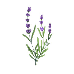 French lavender flower. Lavander, floral plant with lavanda blooms. Blossomed Provence lavandula drawing. Lavendar herb. Realistic botanical drawn vector illustration isolated on white background