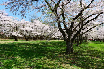 日本の春。満開の桜。雫石、岩手、日本。４月下旬。