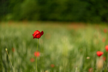 red poppy field