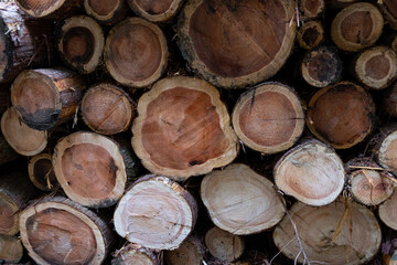 積まれた間伐材