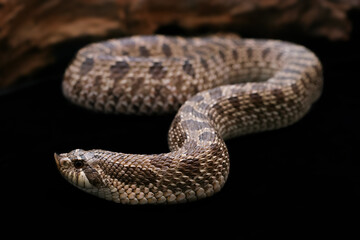 Beautiful snake from North America name Western Hognose snake (Heterodon nasicus), The snake...