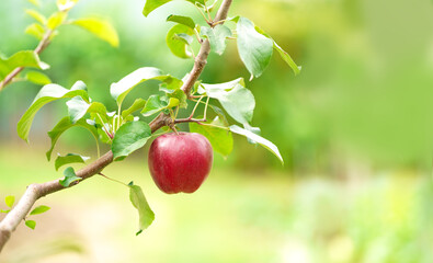 Apple tree branch with several fruits on a summer morning in the garden