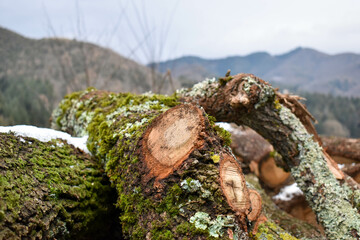 Arbol talado con verdin 