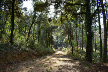 Bosque verde con camino