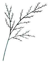 Green Hand Drawn Flower Leaves Isolated on White Background. Flower Branch Drawn by Pencil.