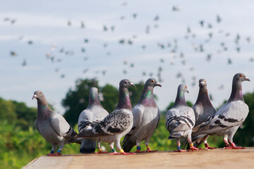 group of homing pigeon standing on home loft trap - 566183643
