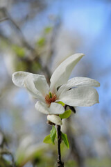 White magnolia flower ' Magnolia Kobus' with young green leaves on tree branch against blue sky .Growing magnolia, landscaping, gardening concept . Free copy space.