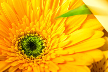 Spring background with beautiful yellow big flower