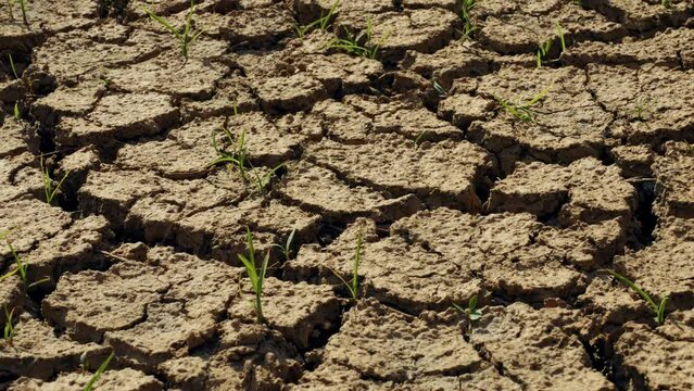 Heavy rain pouring on dry cracked soil, water saving land from drought