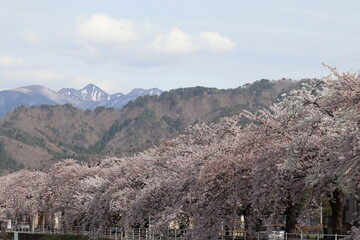 奥に雪山が見える桜並木