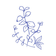 Bouquet of beautiful herbs. Hand drawn Botanical Illustration with blue ink.