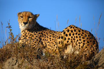 The cheetah (Acinonyx jubatus), also as the hunting leopard resting on a high hill in the landscape with a blue sky behind. Large spotted cat lying on the ground in an African bush.