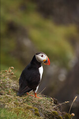 The Atlantic puffin (Fratercula arctica), also known as the common puffin sitting on the edge of a cliff with a green background.