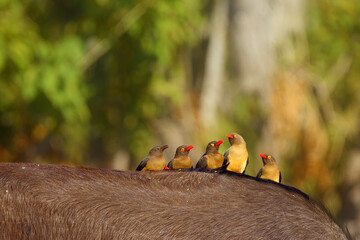 The red-billed oxpecker (Buphagus erythrorhynchus). Family sitting on buffalo back.