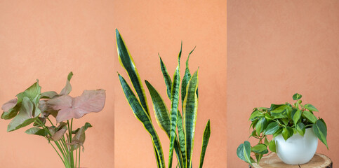 Different indoor plants - sansevieria, brazil philodendron, pink syngonium on a peach background....
