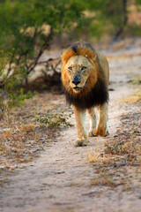 The african lion (Panthera leo), also known as the Southeast African lion, Scare Nose from the Majingilane border control coalition. Legendary lion from the Sabi Sand area.