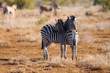 The plains zebra (Equus quagga, formerly Equus burchellii), also as the common zebra or Burchell's zebra, a female with a young zebra while grooming each other.