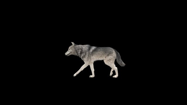 Realistic 3D Wolf 3D Animation Transparent Alpha Video