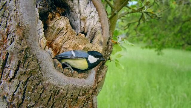 Great tit (Parus major) nesting, bird at the tree cavity