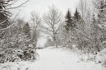 winterwonderland, winter landscape, snow in a wooldland path