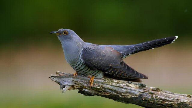 Common cuckoo being attacked by sedge warbler, birds fighting
