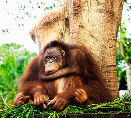 Breakfast With Orangutans