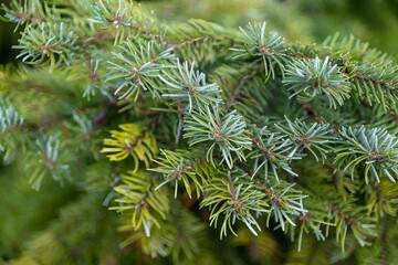 Spruce branches with young light green shoots abstract natural background texture. Young pine shoots.