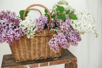 Beautiful lilac flowers in wicker basket on wooden chair. Spring rustic still life on rural background. Purple and white lilacs composition in home. Happy mothers day