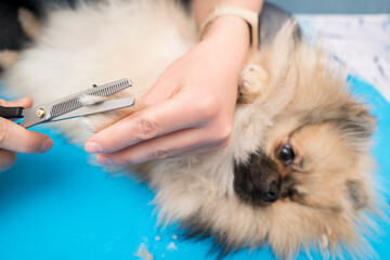 Haircut of dog paws with milling scissors at home, dog grooming, pomeranian care