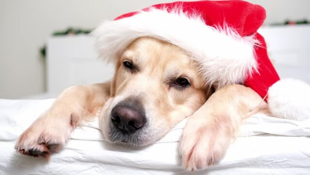 A dog sleeps in a red santa claus hat for Christmas. Postcard with a golden retriever for the new year or Christmas.